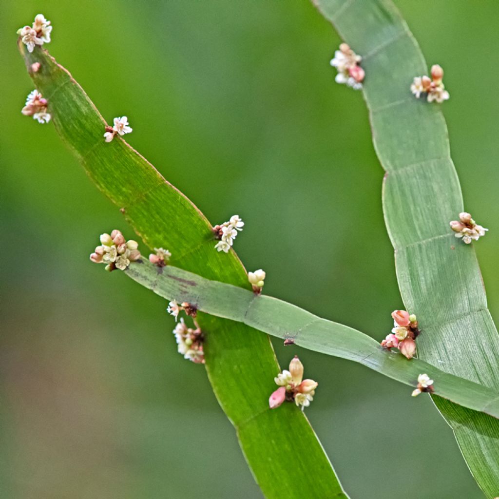 Lankaköynnös - Muehlenbeckia platyclada