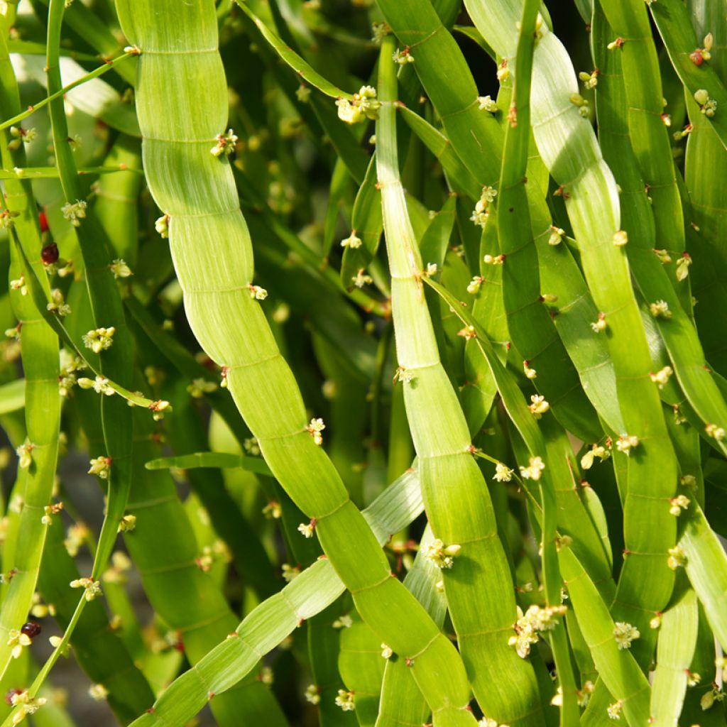 Lankaköynnös - Muehlenbeckia platyclada