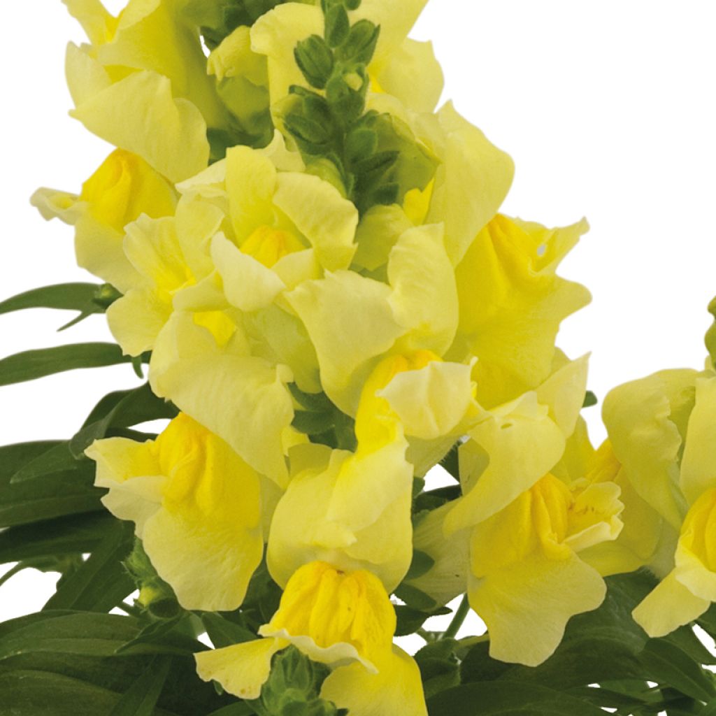 Leijonankita Dazzling Lips Lemon