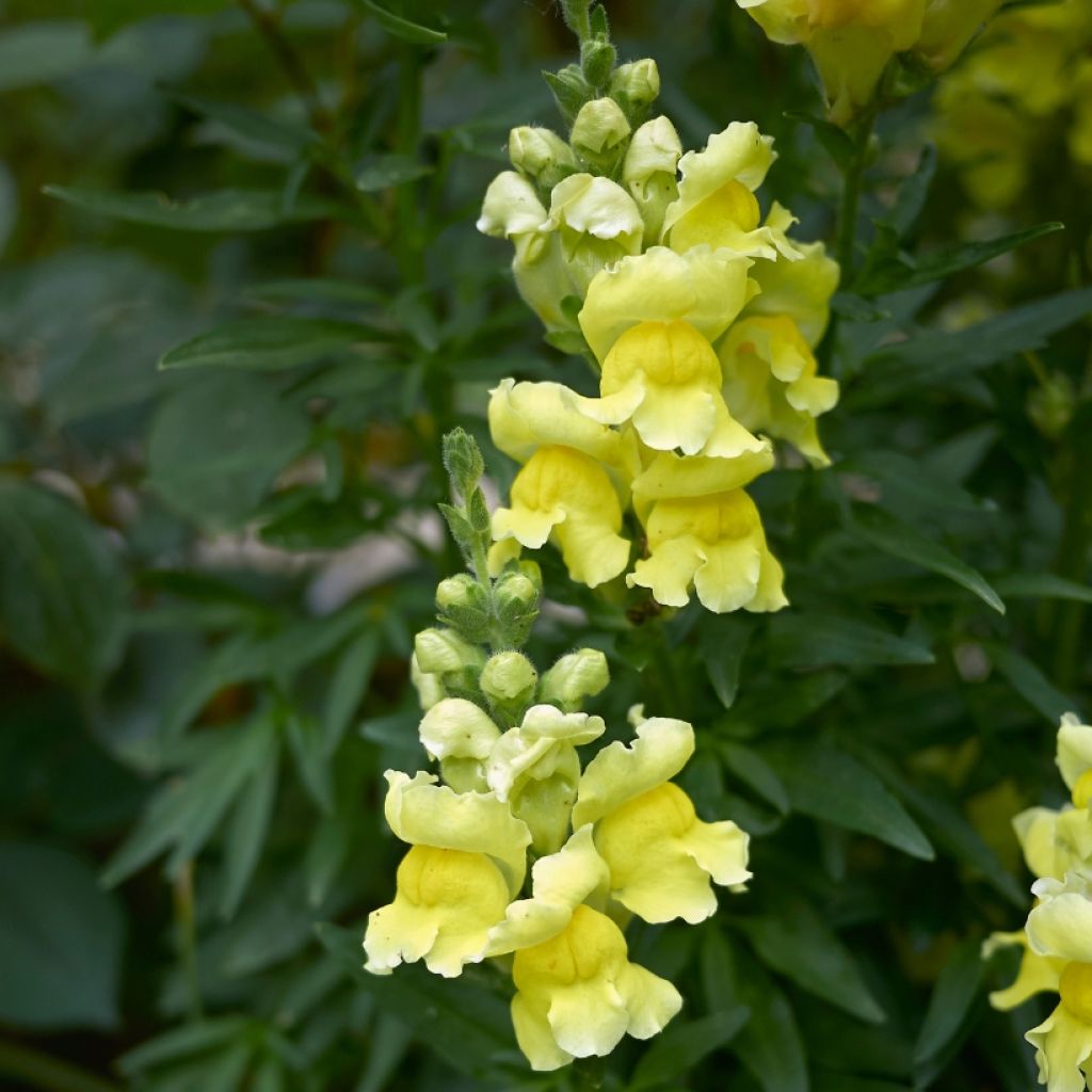 Leijonankita Dazzling Lips Lemon