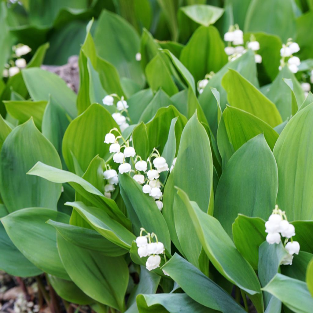 Kielo - Convallaria majalis