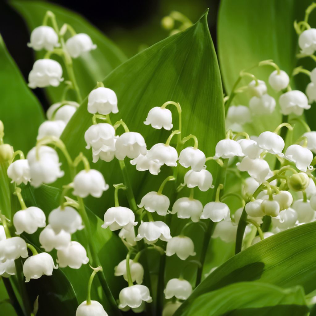 Kielo - Convallaria majalis