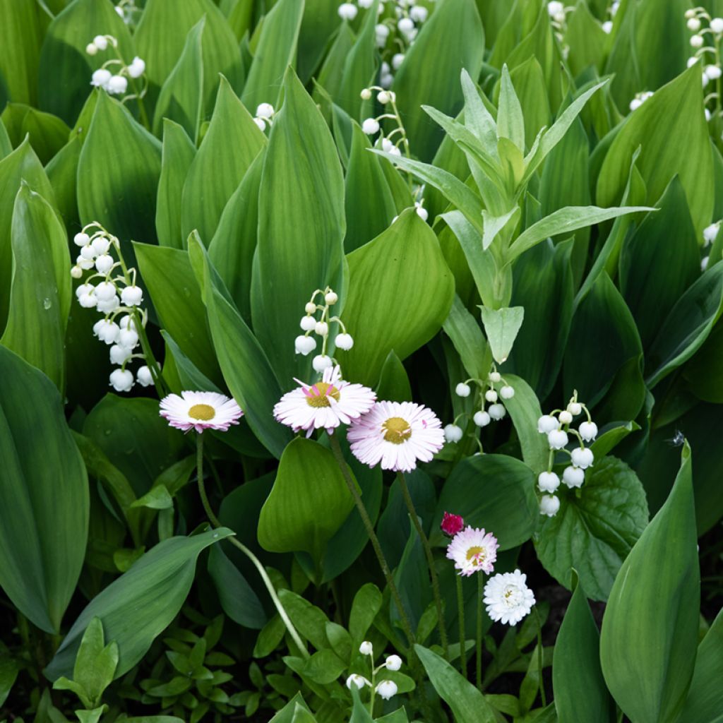 Kielo - Convallaria majalis