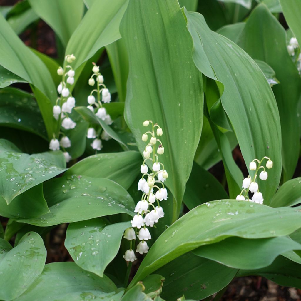 Kielo - Convallaria majalis