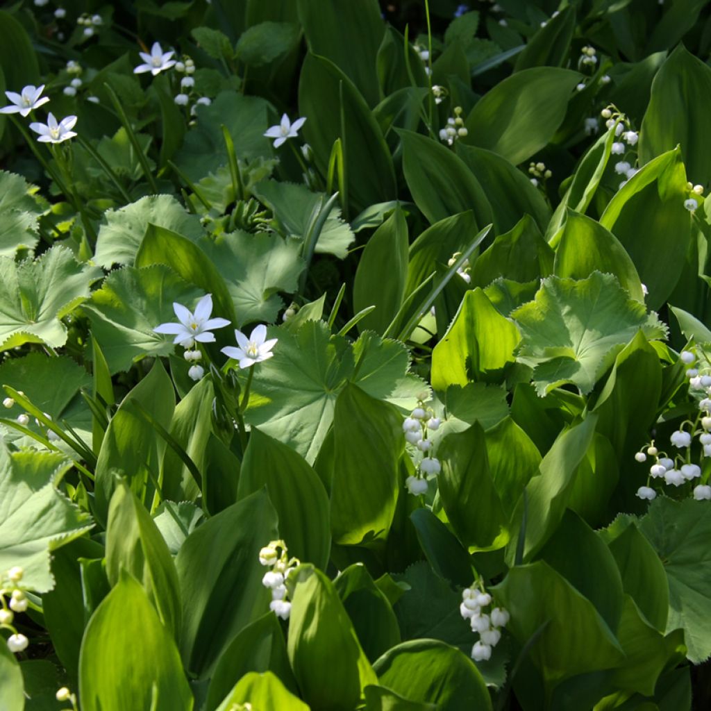 Kielo - Convallaria majalis
