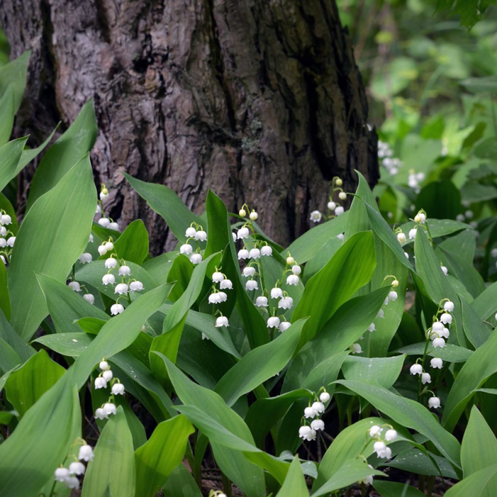 Kielo - Convallaria majalis