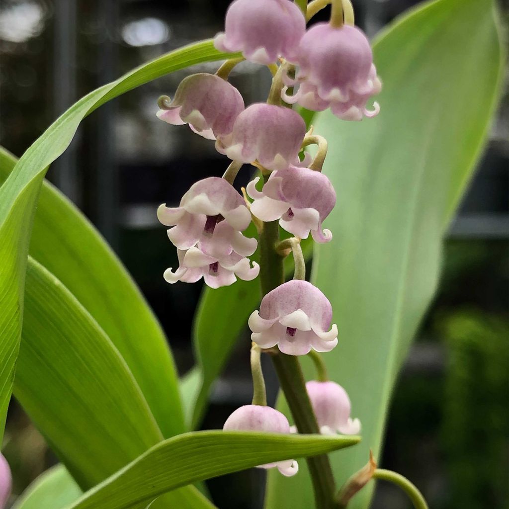 Kielo Rosea