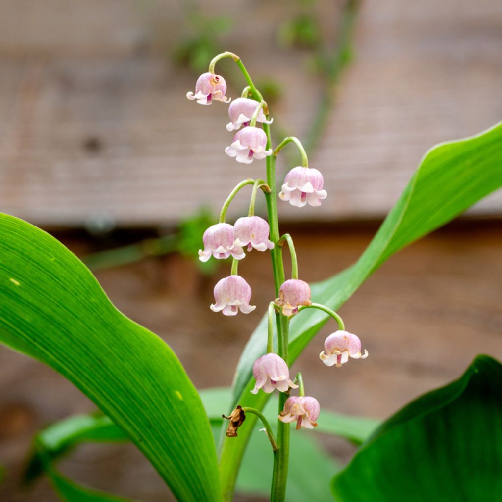 Kielo Rosea