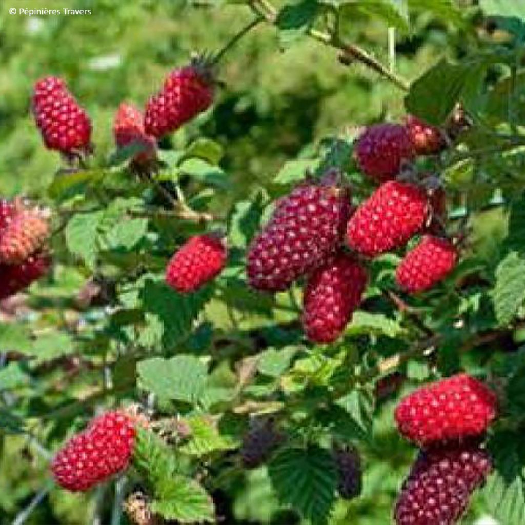 Teivadelma tayberry Bounty Berry