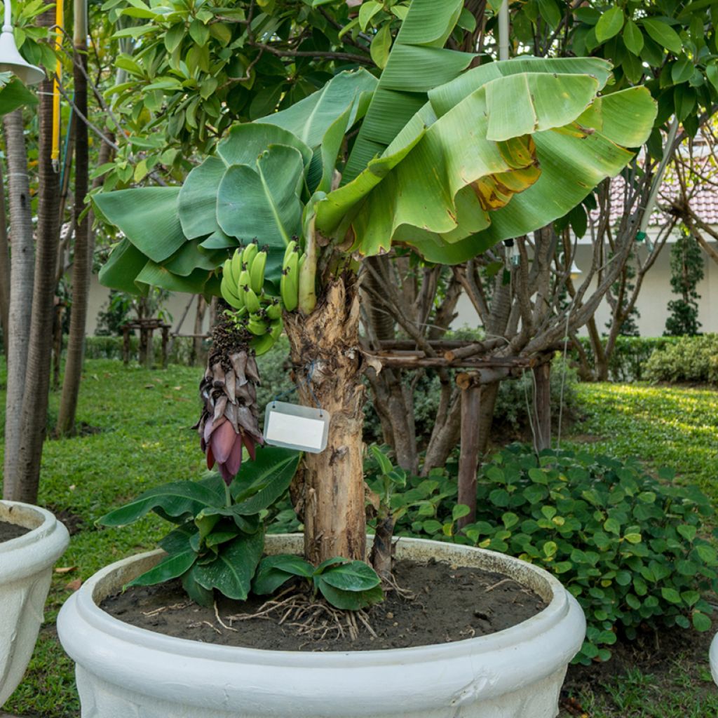 Kääpiöbanaani - Musa acuminata