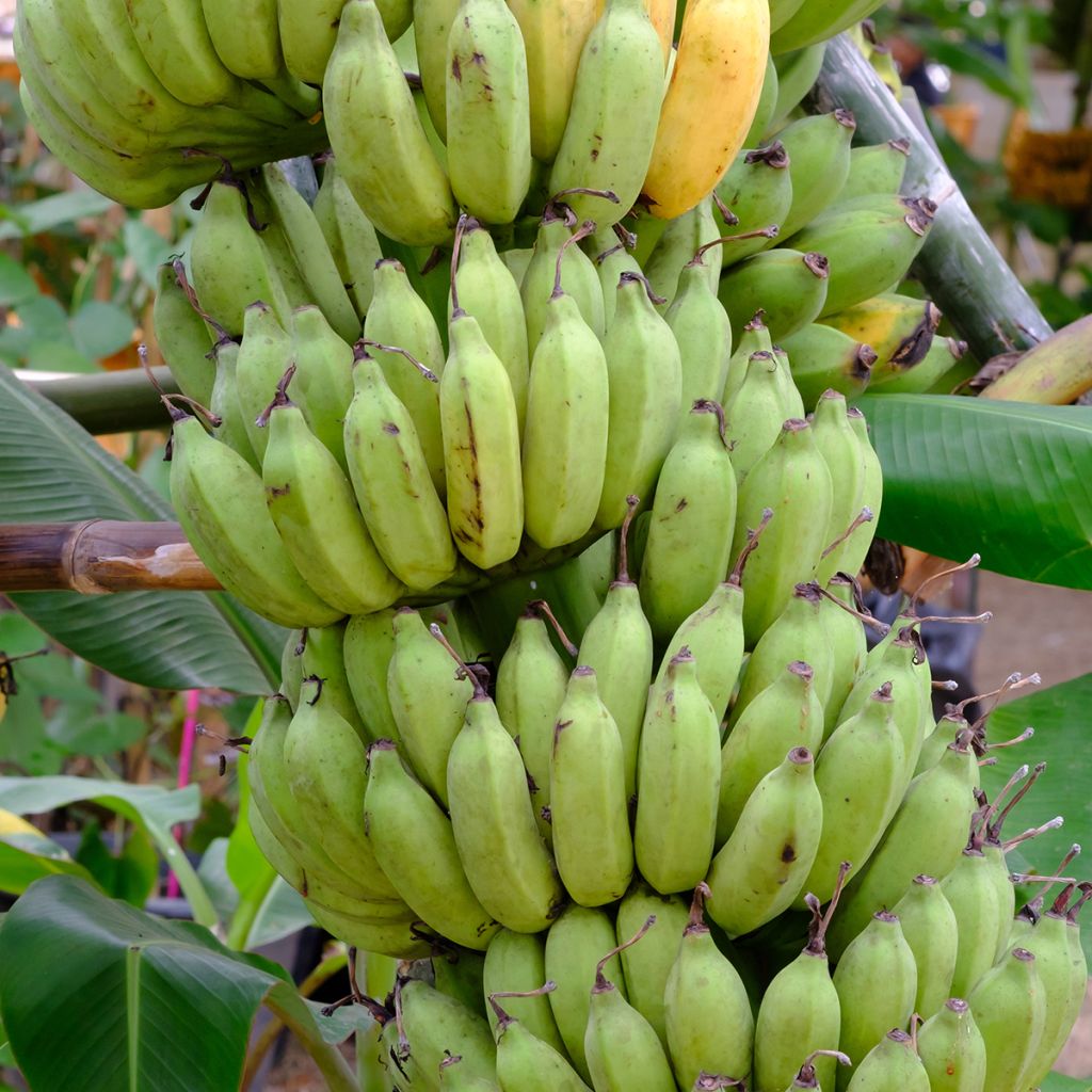 Banaani Pisang Seribu