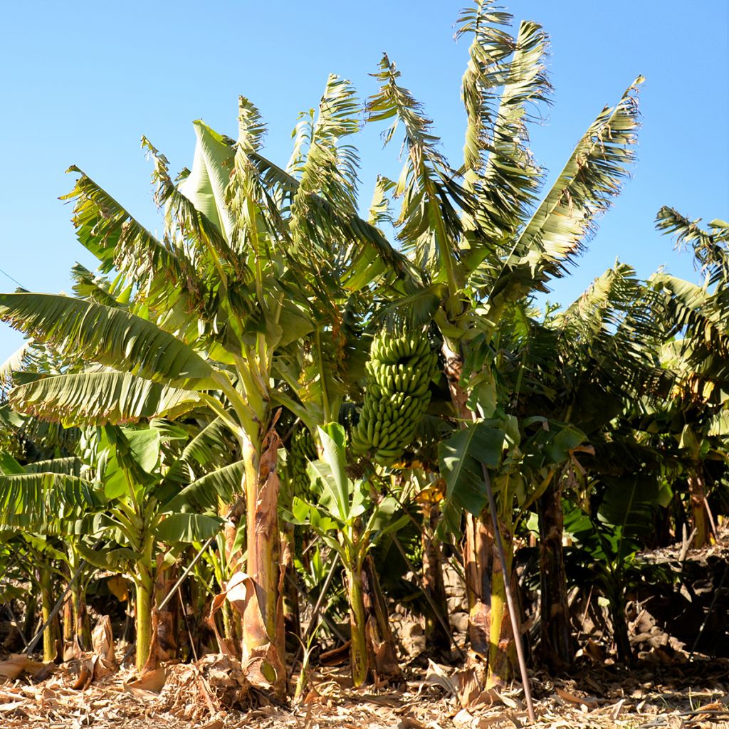 Banaani Pisang Seribu