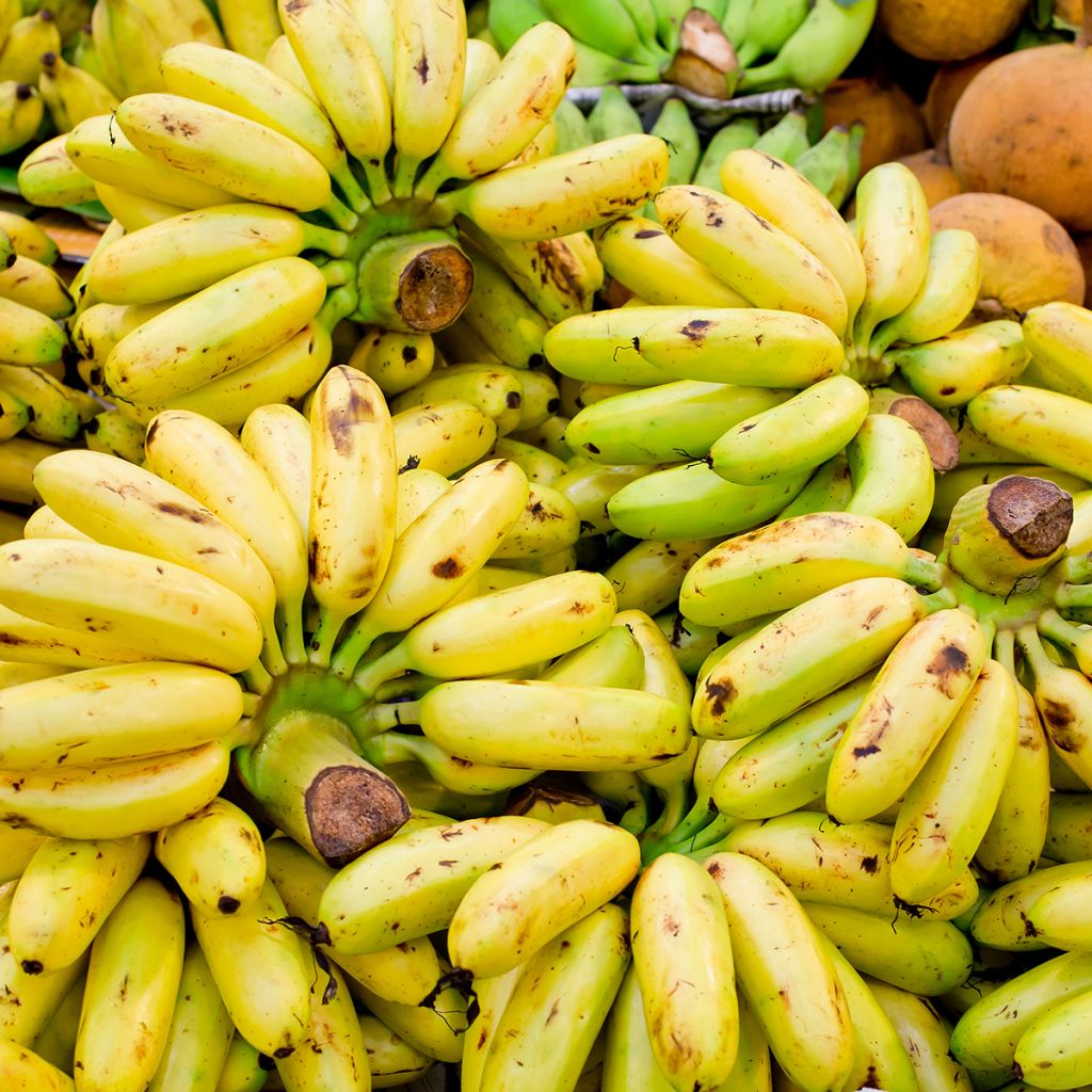 Banaani Pisang Seribu