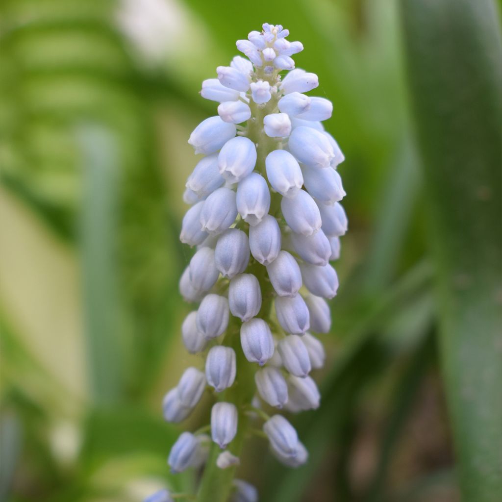 Terttuhelmililja Baby's Breath