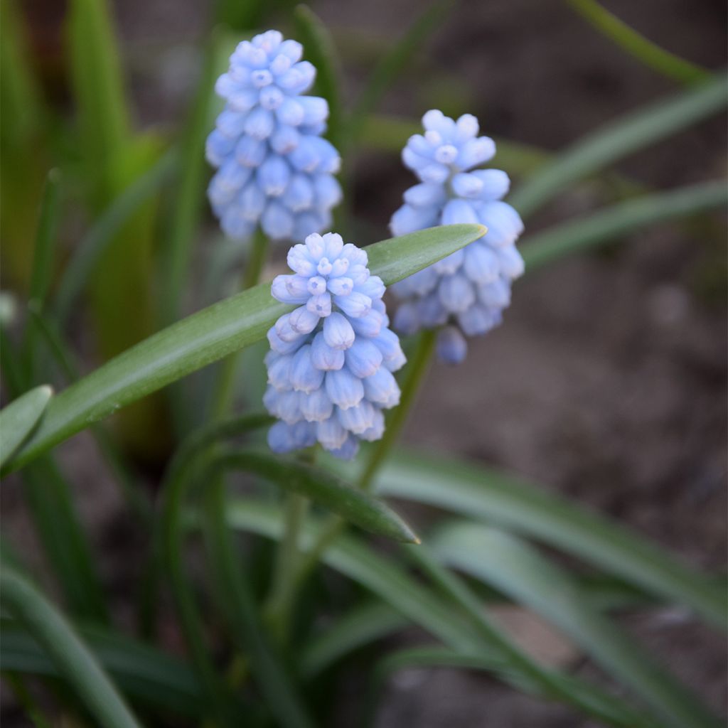 Terttuhelmililja Baby's Breath