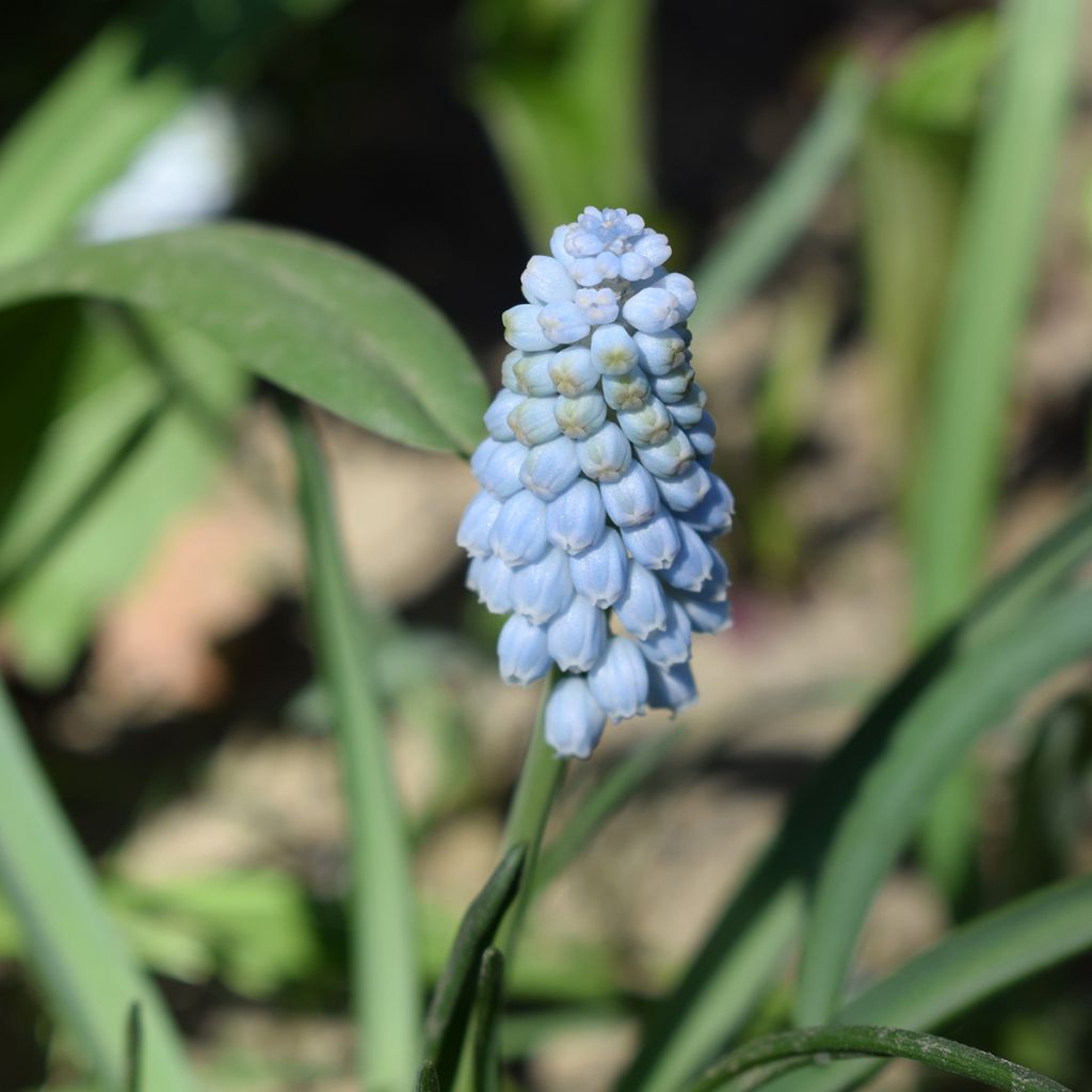 Terttuhelmililja Baby's Breath