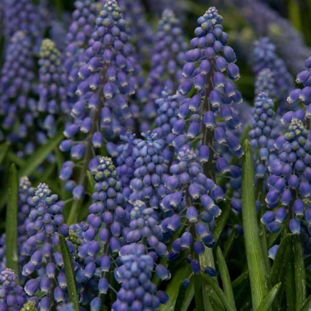 Tummahelmililja - Muscari armeniacum