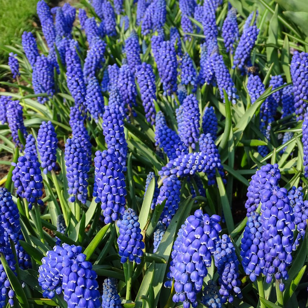 Tummahelmililja - Muscari armeniacum