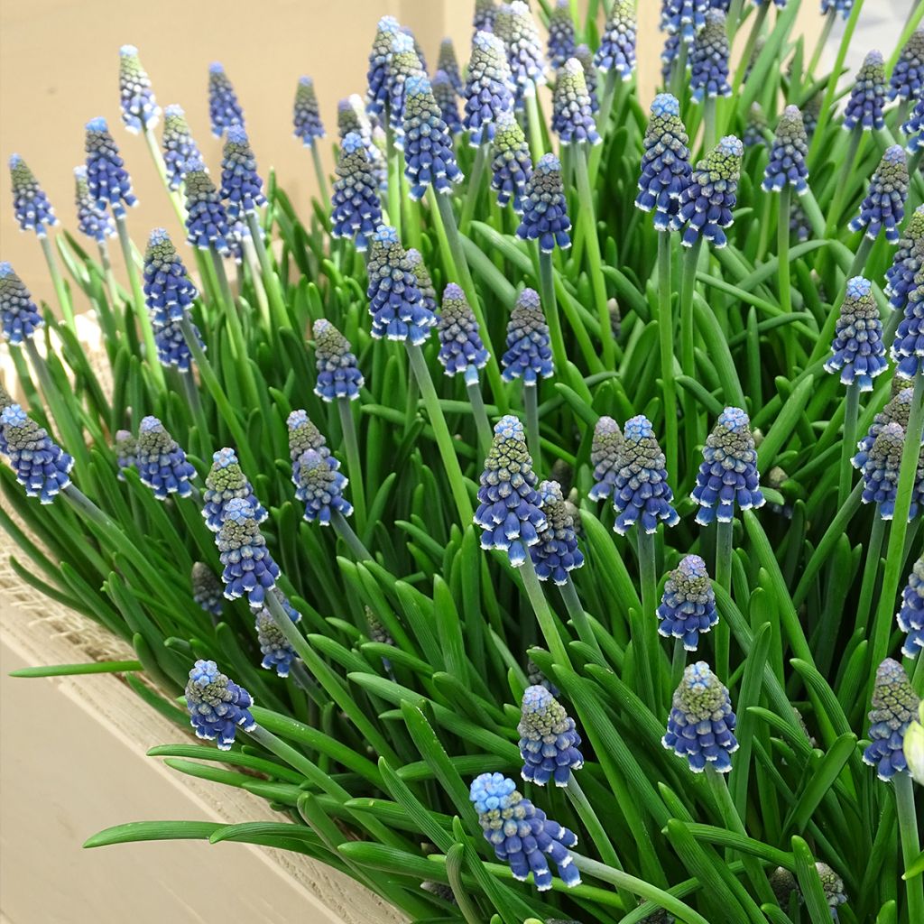 Tummahelmililja - Muscari armeniacum