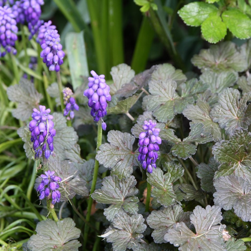 Tummahelmililja - Muscari armeniacum