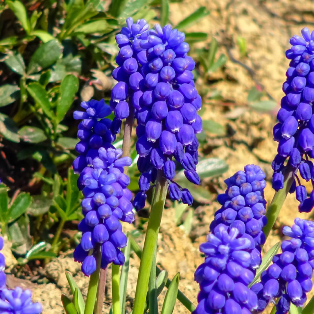 Hentohelmililja - Muscari botryoides