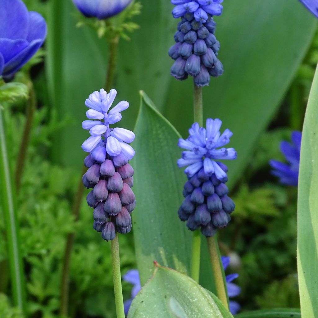 Isohelmililja - Muscari latifolium