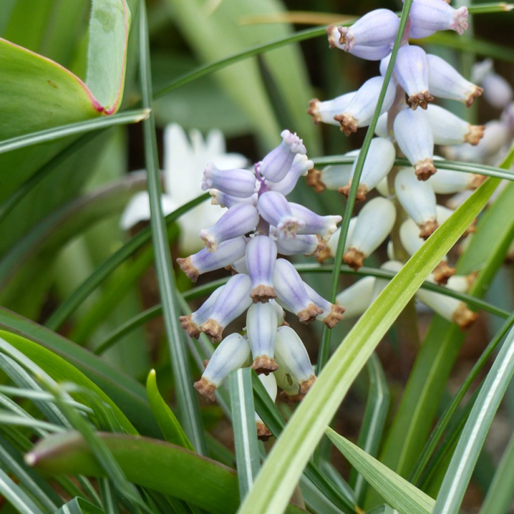 Myskihelmililja - Muscari racemosum