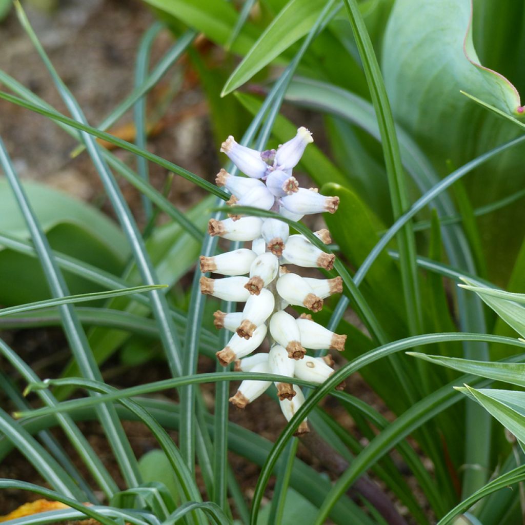 Myskihelmililja - Muscari racemosum
