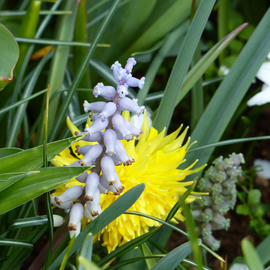 Myskihelmililja - Muscari racemosum