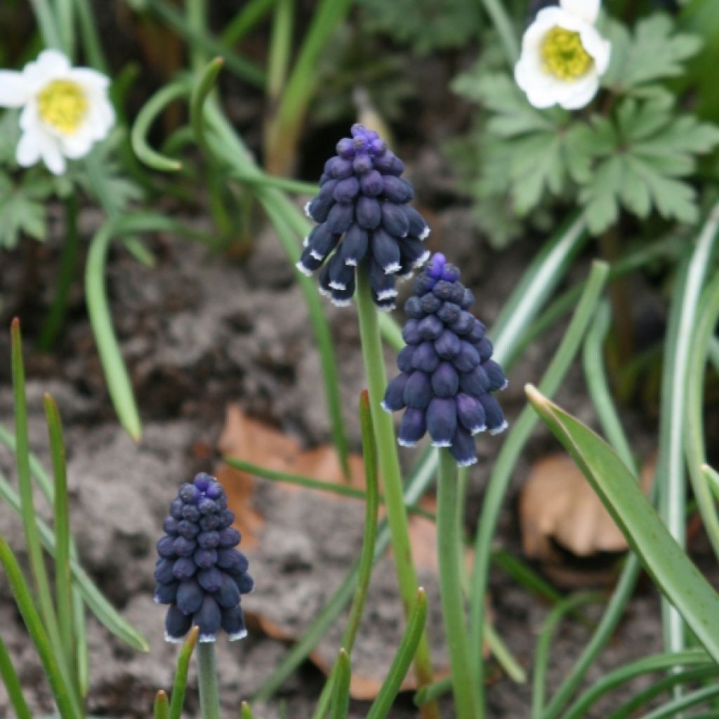 Terttuhelmililja - Muscari neglectum