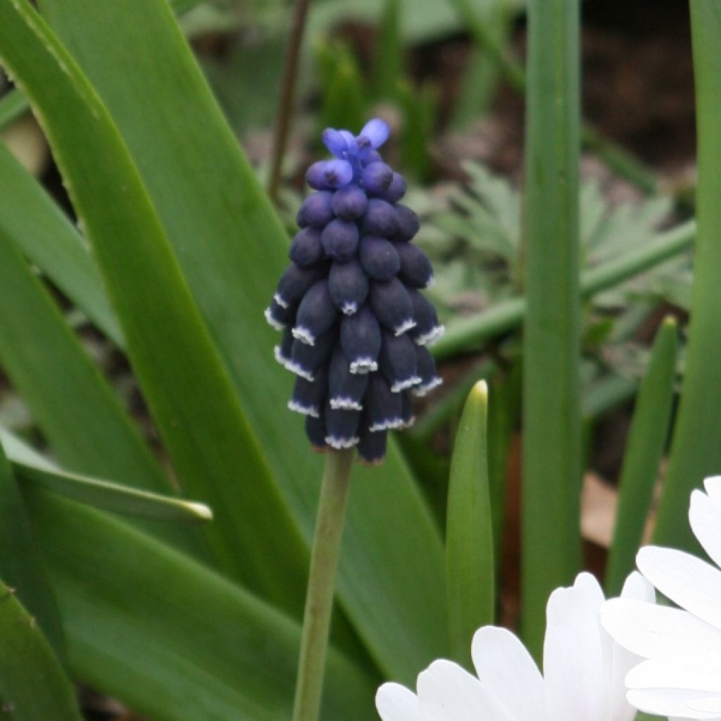 Terttuhelmililja - Muscari neglectum