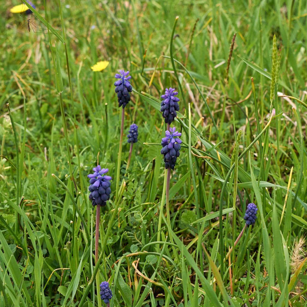 Terttuhelmililja - Muscari neglectum
