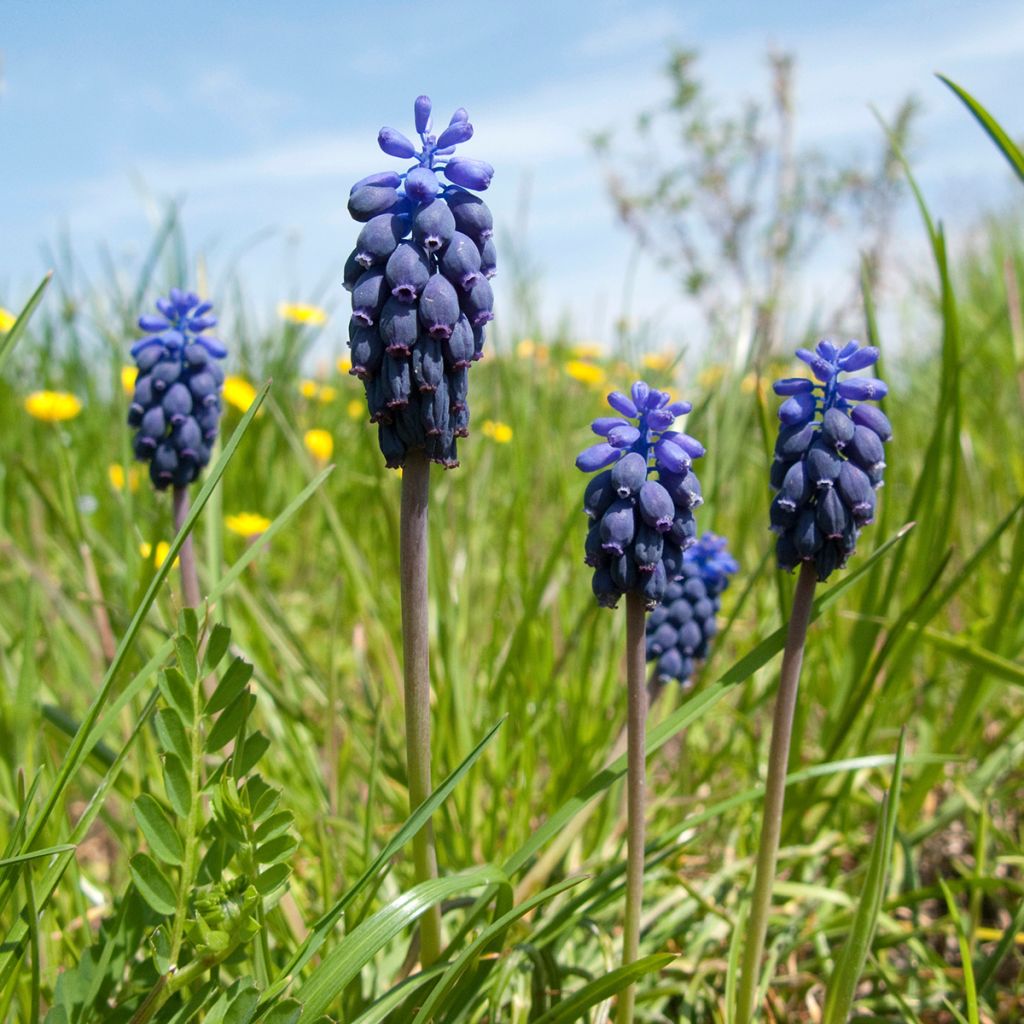 Terttuhelmililja - Muscari neglectum