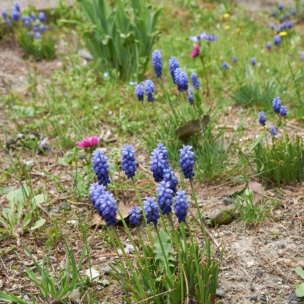 Terttuhelmililja - Muscari neglectum