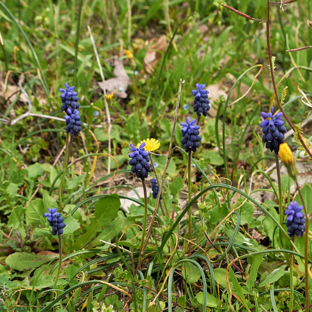 Terttuhelmililja - Muscari neglectum