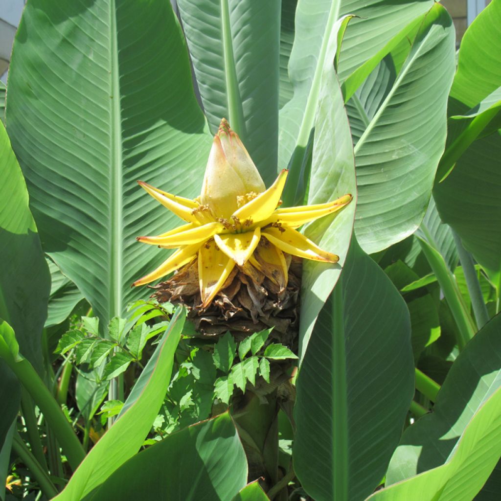 Musella lasiocarpa
