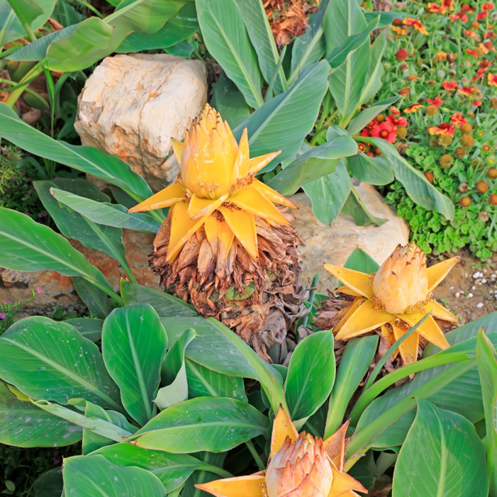 Musella lasiocarpa