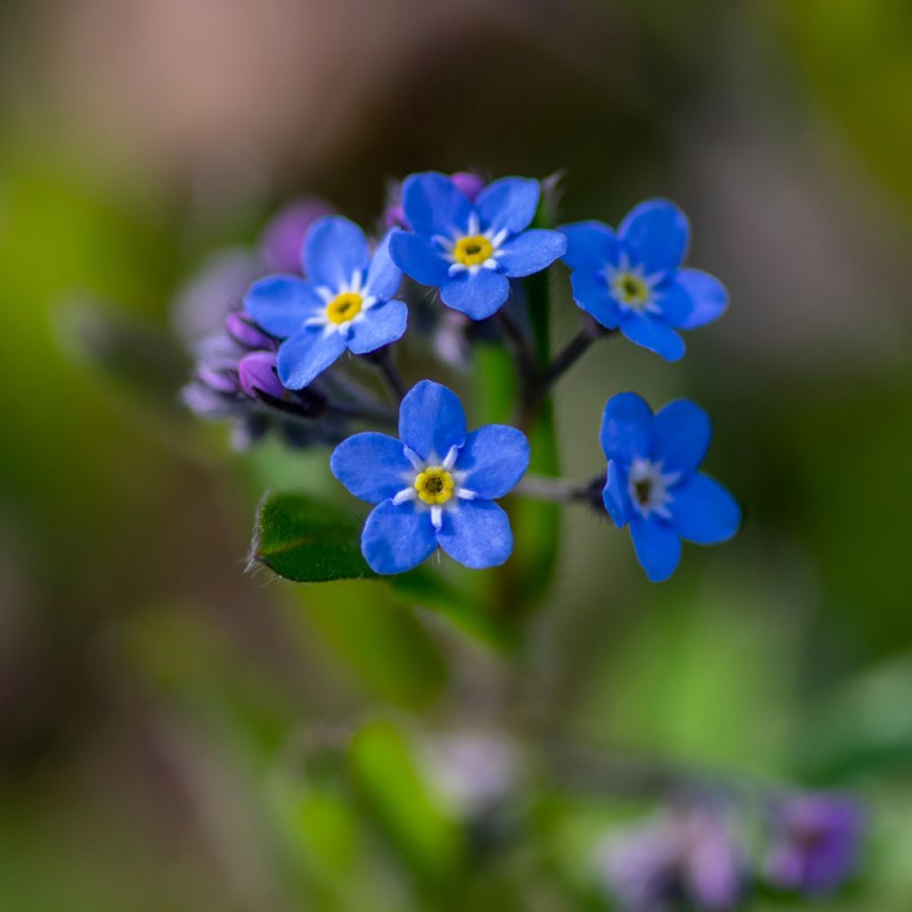 Puistolemmikki Blue Sylva