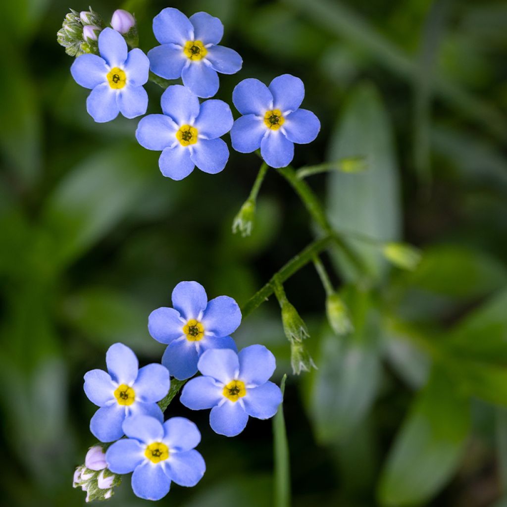 Luhtalemmikki - Myosotis scorpioides