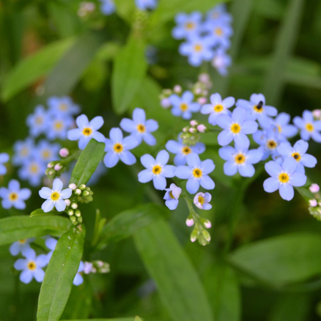 Luhtalemmikki - Myosotis scorpioides