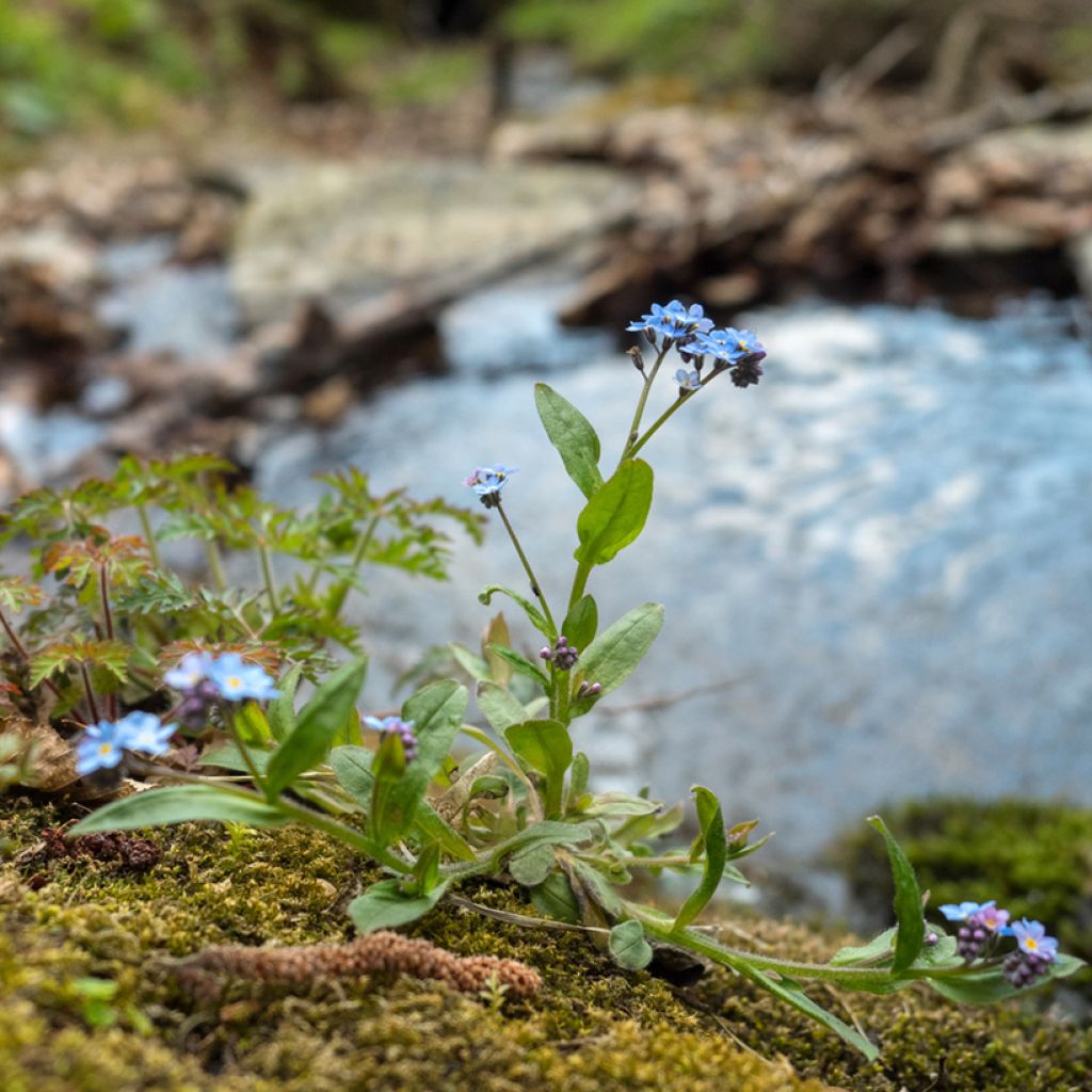 Luhtalemmikki - Myosotis scorpioides