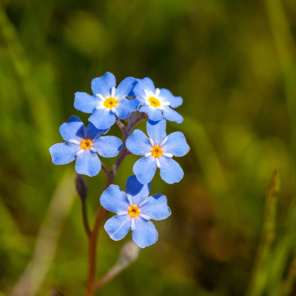 Luhtalemmikki - Myosotis scorpioides
