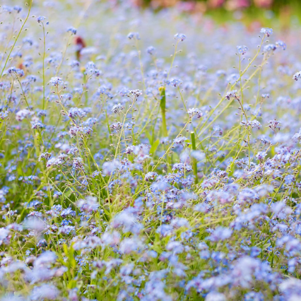 Luhtalemmikki - Myosotis scorpioides