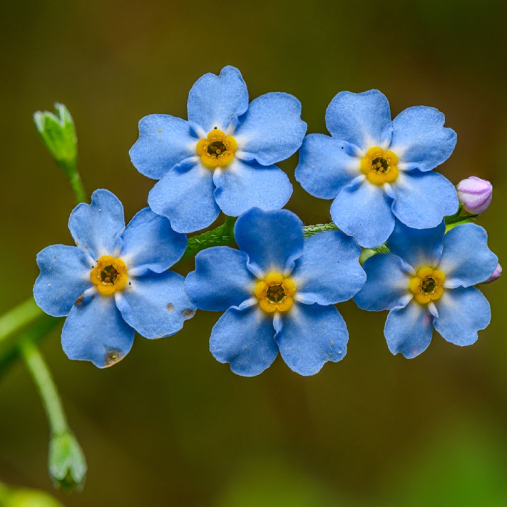 Luhtalemmikki - Myosotis scorpioides