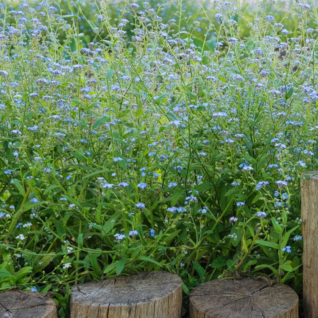 Luhtalemmikki - Myosotis scorpioides
