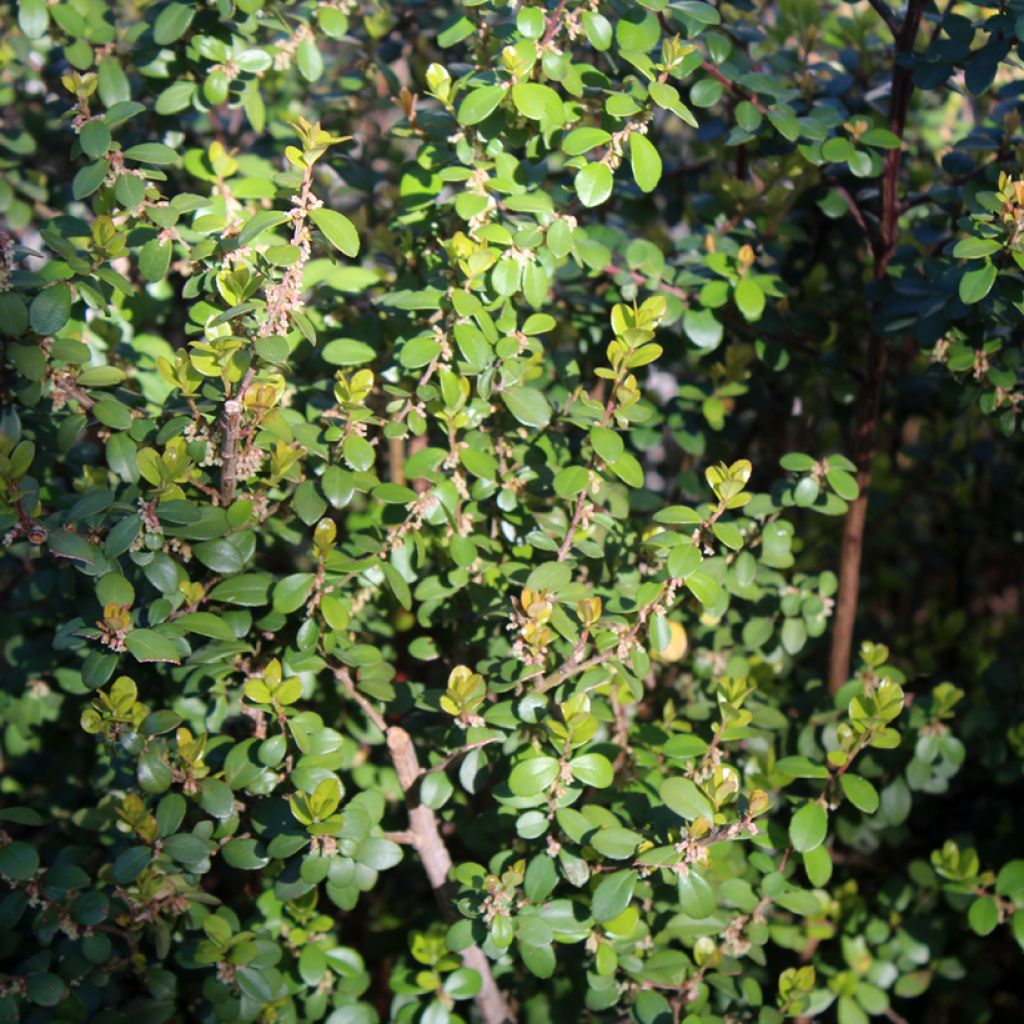 Pensasmyrsikki - Myrsine africana
