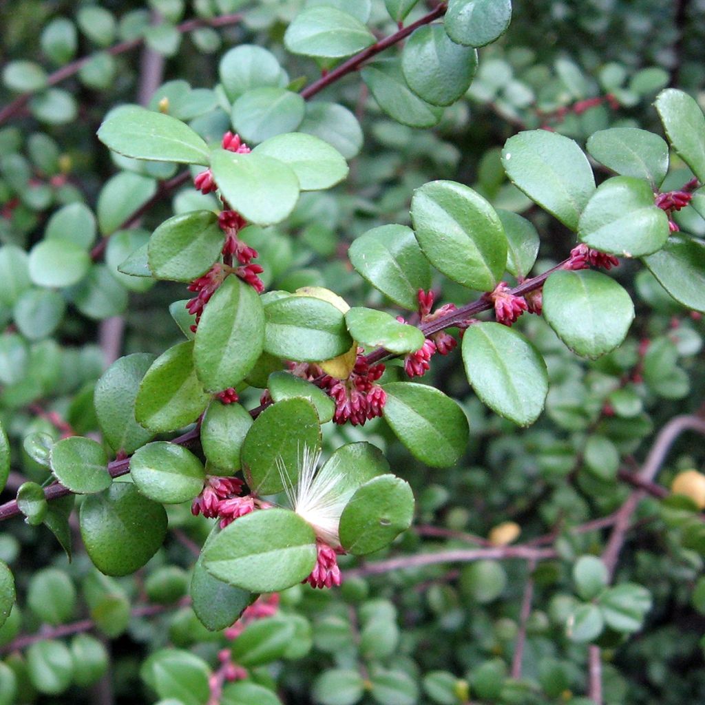 Pensasmyrsikki - Myrsine africana