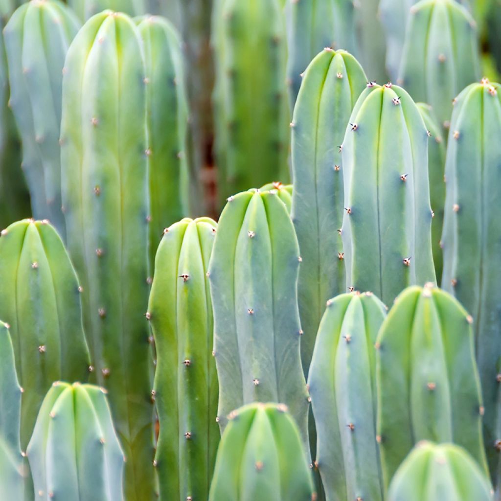 Sinihärmekaktus - Myrtillocactus geometrizans