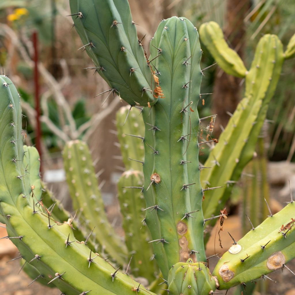 Sinihärmekaktus - Myrtillocactus geometrizans