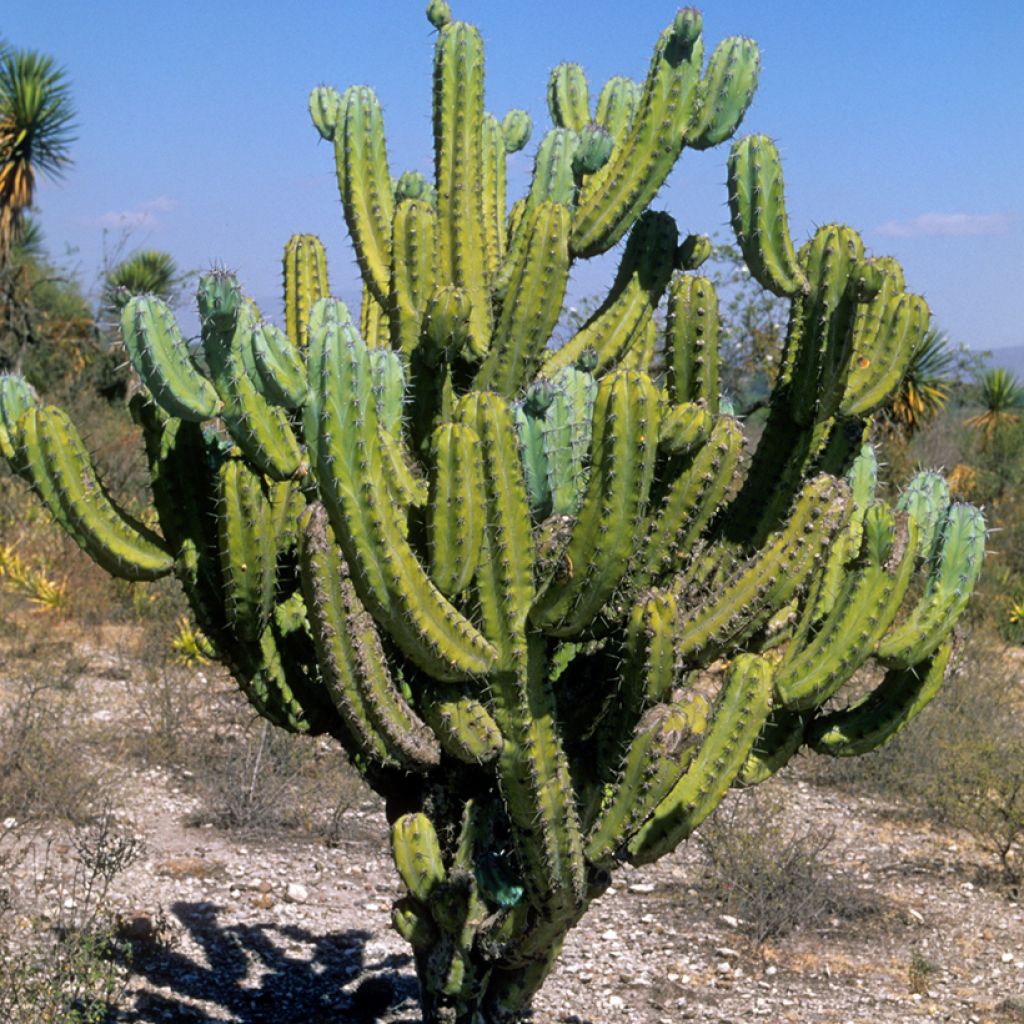 Sinihärmekaktus - Myrtillocactus geometrizans